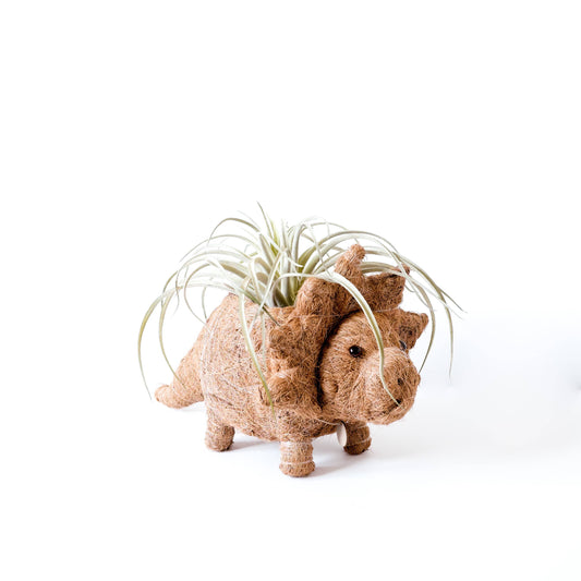 Animal Planter - Triceratops