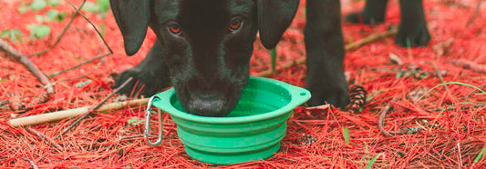 Collapsible Silicone Dog Bowl