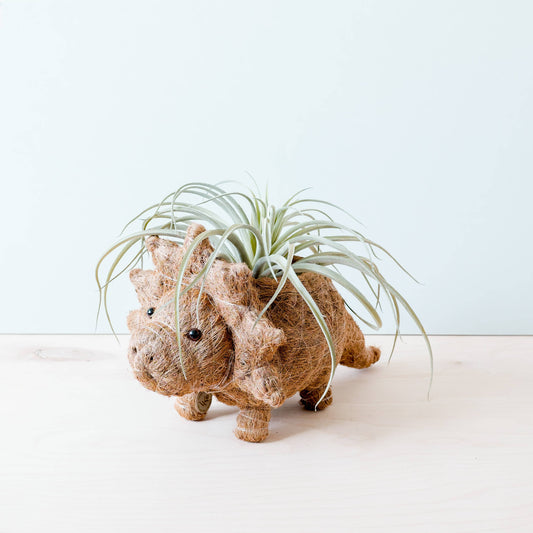 Animal Planter - Triceratops