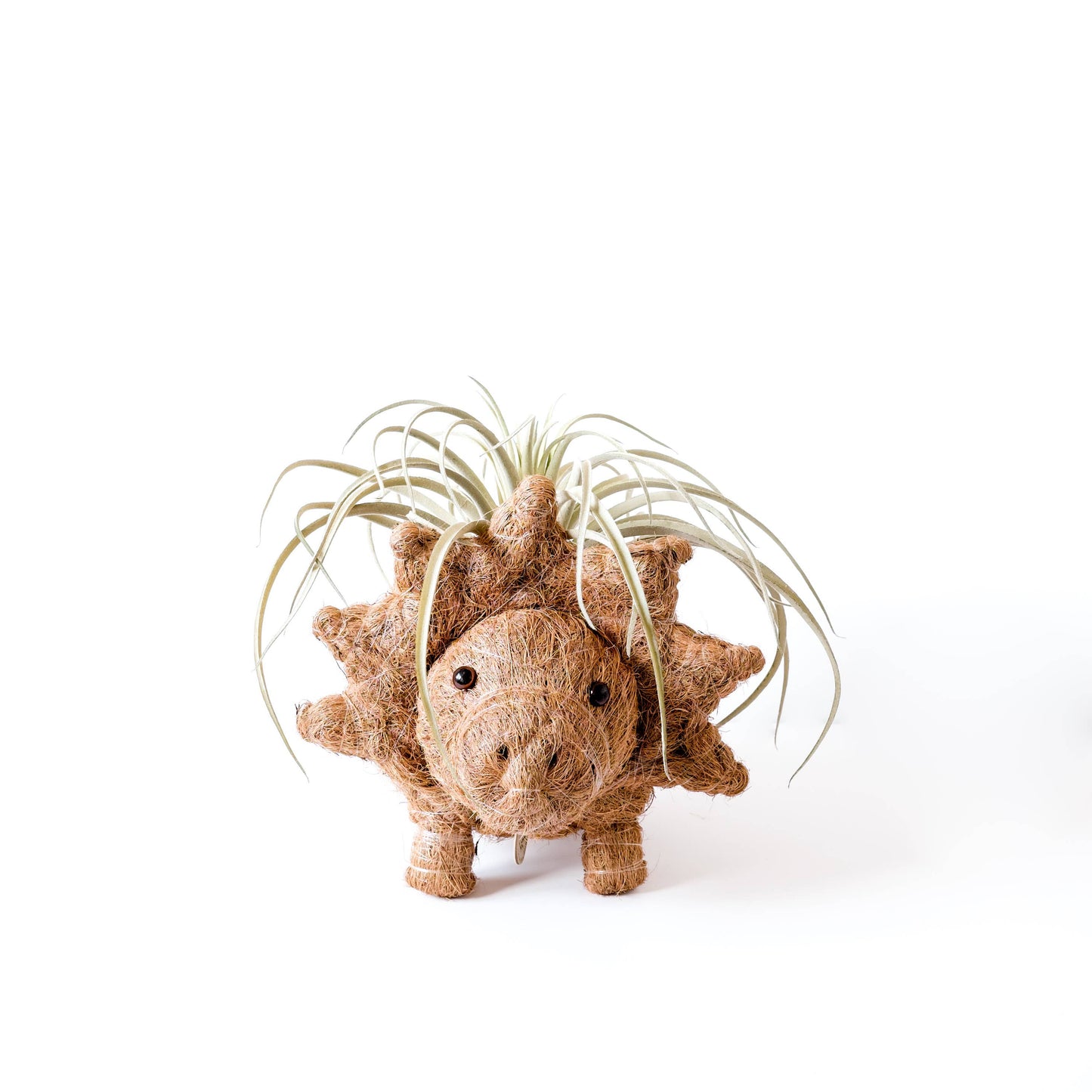 Animal Planter - Triceratops